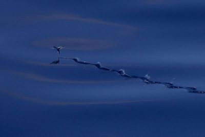 flying fish taxi along surface using tail fin