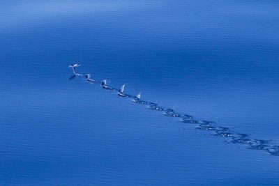 flying fish taxi along surface using tail fin