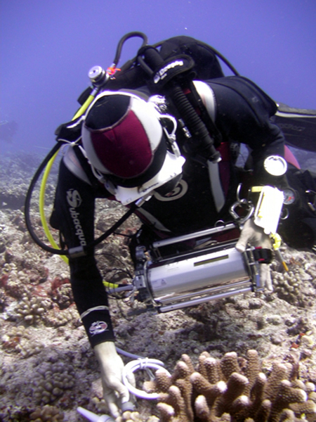 Joao measuring photosynthetic efficiency in a coral with a PAM fluorometer Joao measuring photosynthetic efficiency in a coral with a PAM fluorometer
