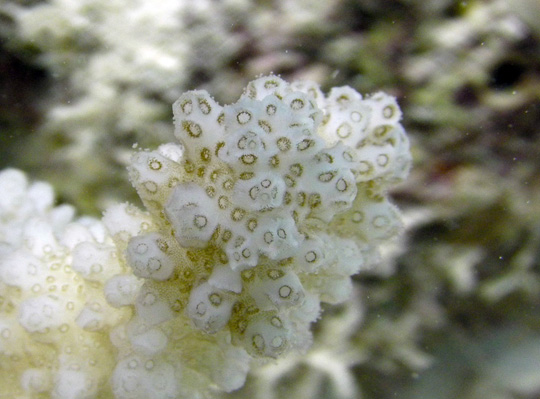 Close-up view of a Pocillopora colony showing the individual polyps and the symbionts (brown) Close-up view of a Pocillopora colony showing the individual polyps and the symbionts (brown)