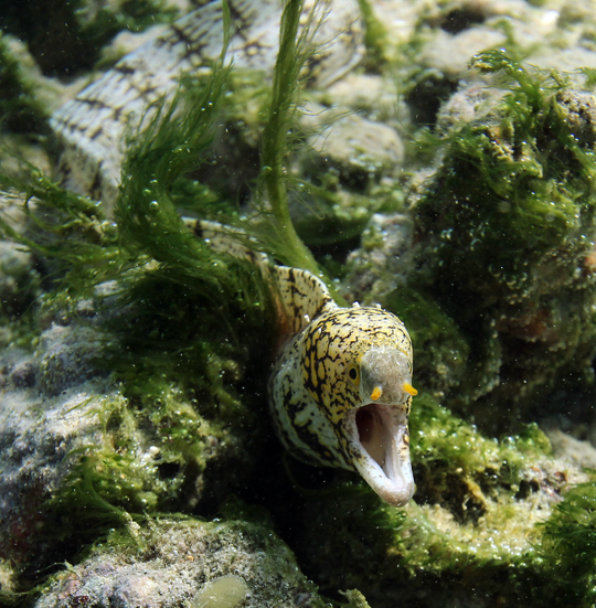 An eel emerges from some algae to greet the camera in Tahiti An eel emerges from some algae to greet the camera in Tahiti.