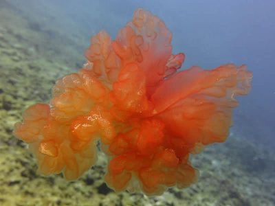 A gelatinous red alga collected for identification.