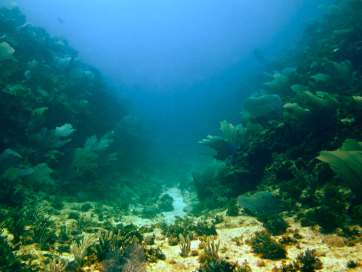 One of Serranilla's coral "gulches"