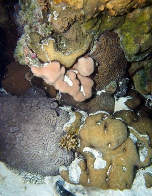 high cover lagoon aitutaki before COTS