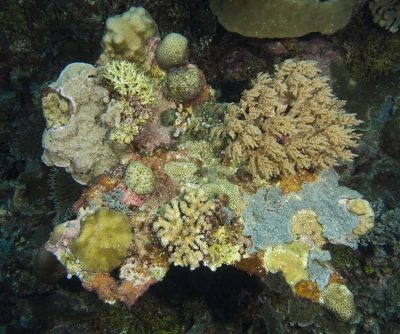 In addition to the reef substrate, dead corals, such as this dead table acroporids, provide an ideal substrate that can be colonized by new corals. In this example, there are over a dozen different species of stony corals, a soft coral and an encrusting sponge that have settled and begun to spread across the substrate.