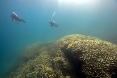 Giant pavona clavus sized against two scientific divers.