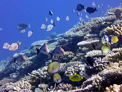 School of Humpback Snapper