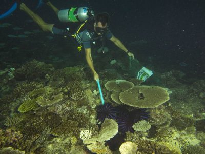 Removing COTS by hand.