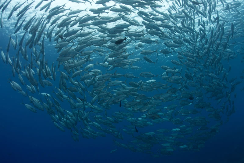 'School of Fish' by Keith Ellenbogen of iLCP