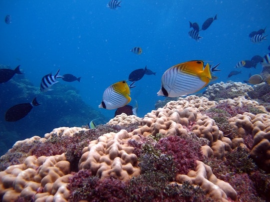 Lagoonal patch reef Lagoonal patch reef