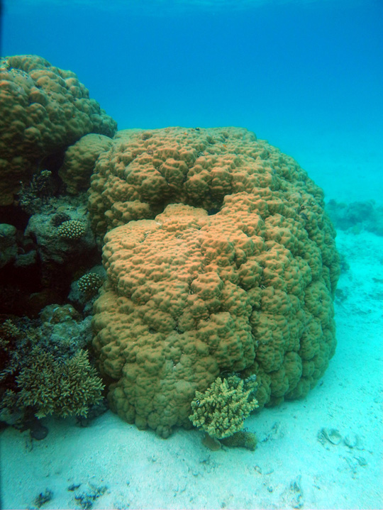 Massive coral (Porites lobata) on a lagoonal reef in Mopelia Massive coral (Porites lobata) on a lagoonal reef in Mopelia