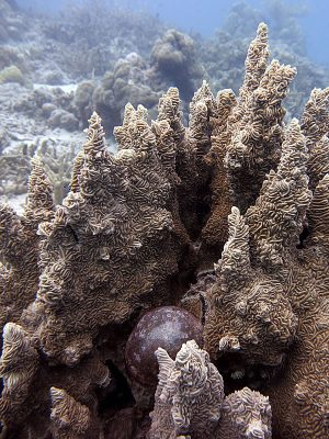 A large Ventricaria cell (~10 cm) sits nested within a Pachyseris colony.