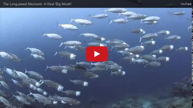 longjawed mackerel video thumb