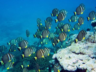 lots of herbivores keep reef free of algae