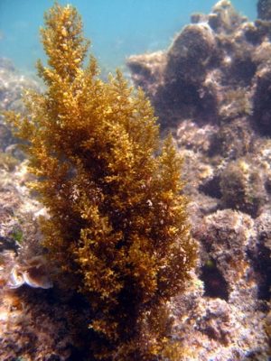 macroalgae