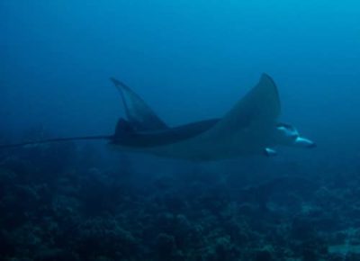 Manta Ray