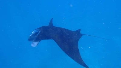 Manta Ray Encountered at Solomon Islands GRE Mission.