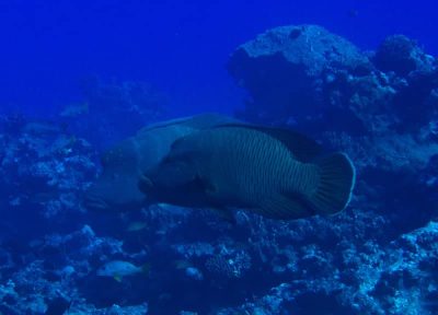 napolean wrasse Chelinus undulatus
