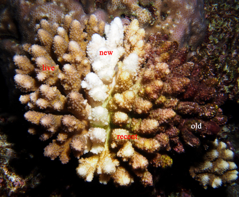Progressive tissue loss on a digitate Acropora colony. The right was eaten weeks to months earlier, the middle within the last week or so and the white area was eaten within the last couple of days, while the left is still alive.