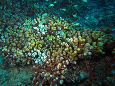 pavona clavus cots damage