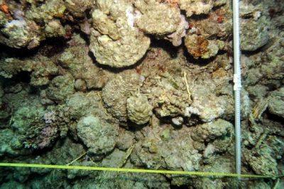 Typical photoquadrat at 10 m depth