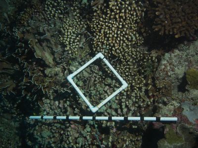 picture from a photo transect