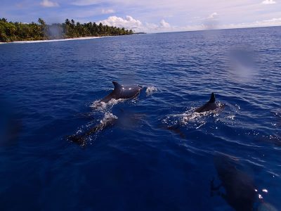pod of dolphins