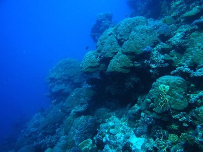 Porites Bommies on Ribbon Reef 7 of the Great Barrier Reef