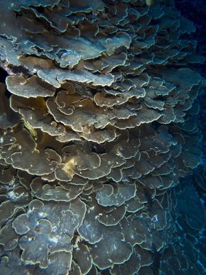 porites rus survives east side