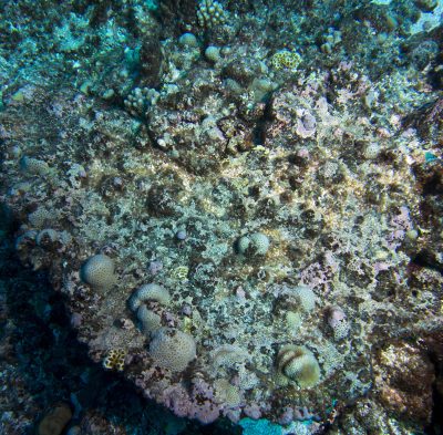 COTS Removal Success at Aitutaki