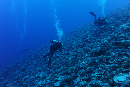 Coral community on the reef slope Coral community on the reef slope