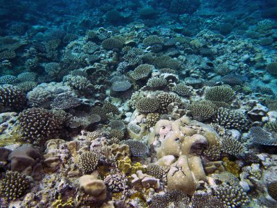 remaining healthy area in southeast