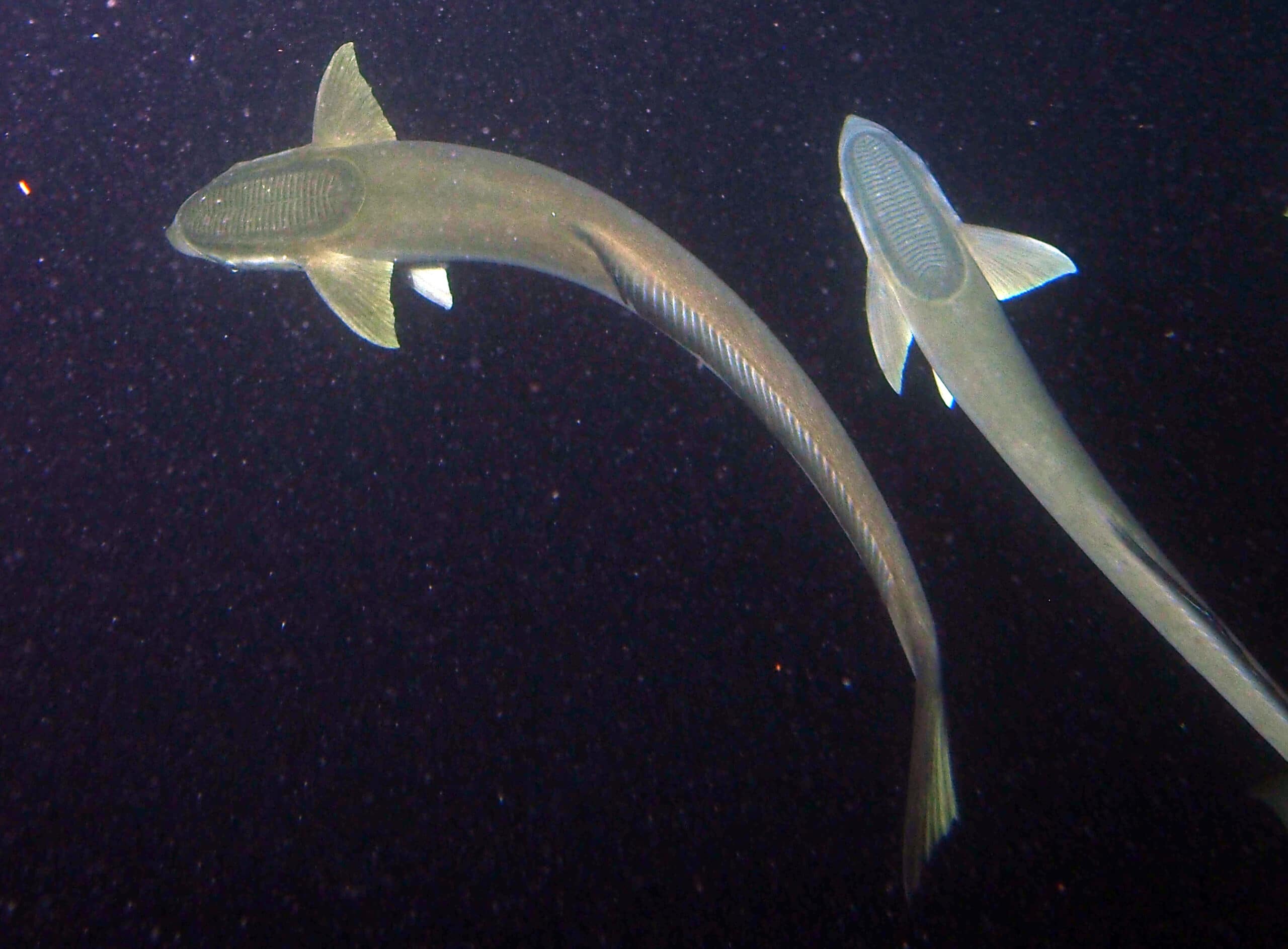 Remoras, predator fish feeding at night.