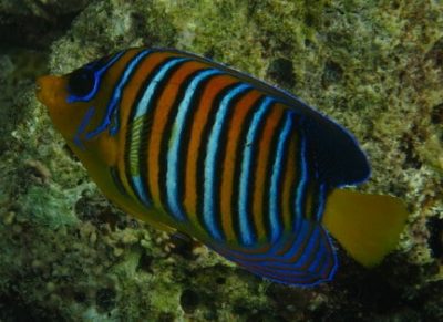 royal angelfish