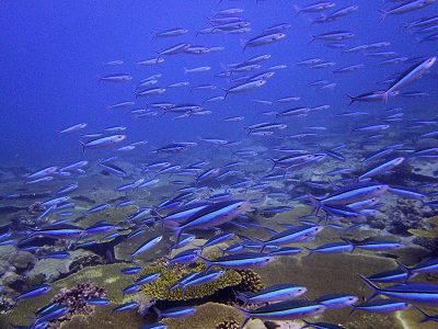 schooling fish chagos