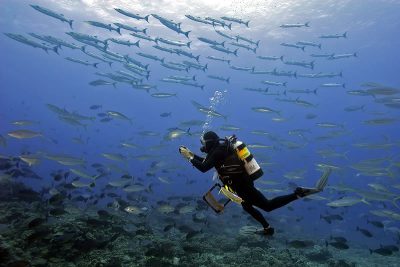 Best Dive at the Great Barrier Reef