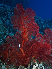 Gorgonian sea fan