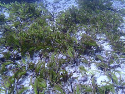seagrass beds of BIOT