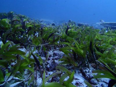 seagrass beds of BIOT