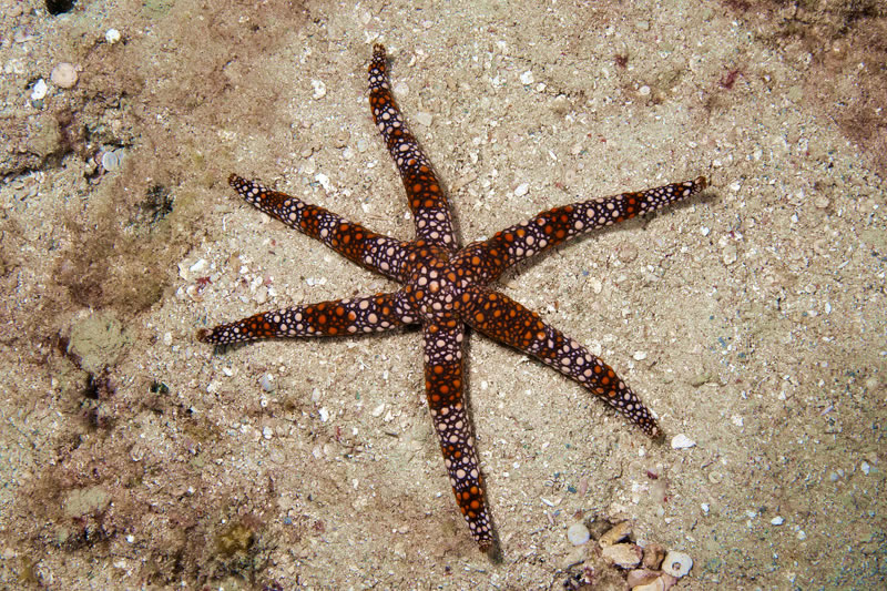 seastar1