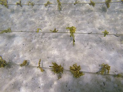Seaweed attached to rope.