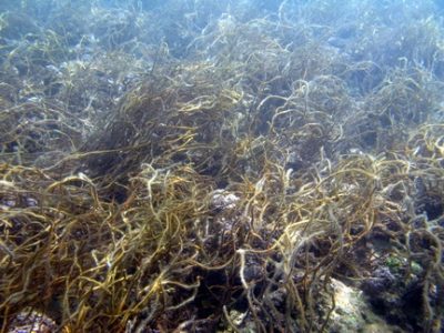 Shallow inshore reef flat with remains of Turbinaria fronds