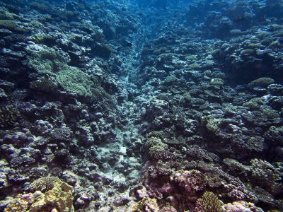 shallow spur and groove south coast dead