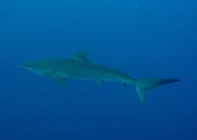 silky shark