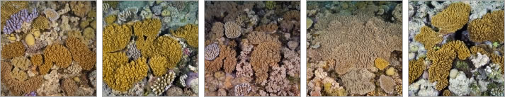 Soft Coral Images of the Great Barrier Reef