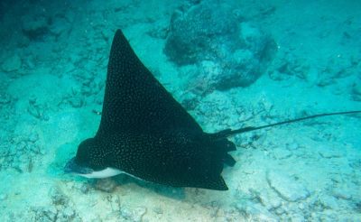 spotted eagle ray