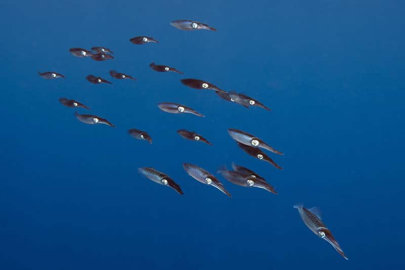 A squadron of Bigfin Reef Squid (Sepioteuthis lessoniana) sometimes encountered on the reef but more commonly seen in open water at the end of a dive.