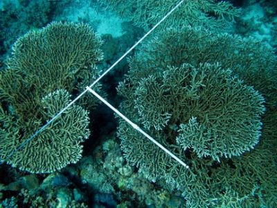 Acropora: Table corals in my transect (scale bar = 1m).