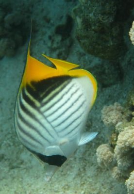 Threadfin butterflyfish