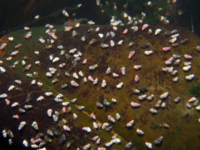 tiny gastropods of Anguar lake